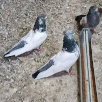 کبوتر کله دم سبز