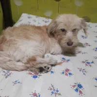 سگ شیتزو تریر|سگ|پاکدشت, پاکدشت (مامازند)|دیوار