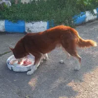 سگ هاسکی نر|سگ|رشت, خرسندی|دیوار