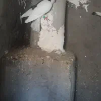 دوتا نر پرشی