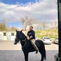 اسب عرب