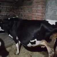 گاو ماده هلشتاین|حیوانات مزرعه|نظر کهریزی, |دیوار