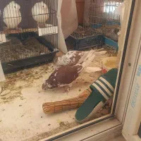 گرگی شمرونی پرش ساعت بالا|پرنده|تهران, مشیریه|دیوار