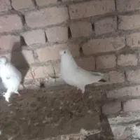 کبوتر