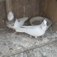 طوقی