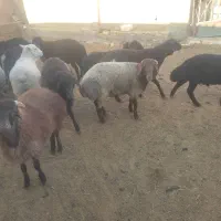 بره نر|حیوانات مزرعه|قم, پردیسان|دیوار