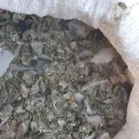 کود کبوتر