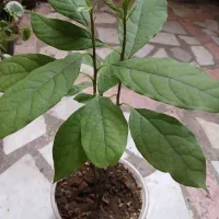 نهال آواکادو