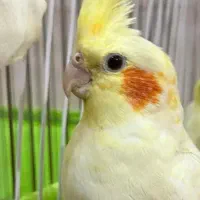 عروس هلندی ماده لوتینو|پرنده|اهواز, کوی کربن|دیوار