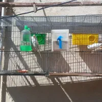 خرگوش و مرغ عشق با قفس|پرنده|شباب, |دیوار