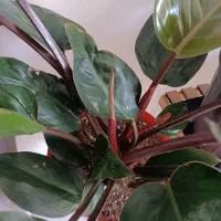 تعدادی گل|گل و گیاه طبیعی|فولادشهر, مسکن مهر فولادشهر|دیوار