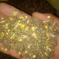 هلر،لوبیا،گاودانه،گرگرو،سنگینک