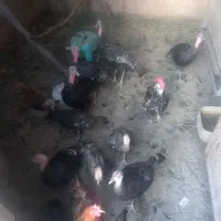 بوغلمون  ۴ماهه