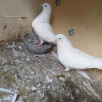 پرنده