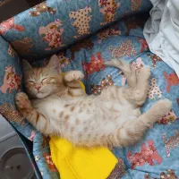 واگذاری بچه گربه