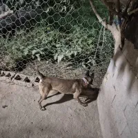 مالینویز فروشی|سگ|خواف, |دیوار