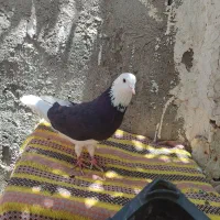 پلنگ سیاه بازیکن