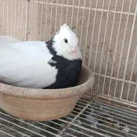 طوقی کرمانشاهی|پرنده|لامرد, |دیوار