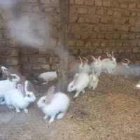 انواع خرگوش نروماده دانه ای۲۵۰