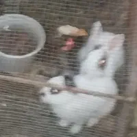 دو عدد خرگوش نر و ماده یک نیمه لوپ و دیگری ساده