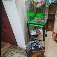 طوطی|پرنده|تهران, دهقان|دیوار