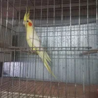 دو جفت عروس هلندی