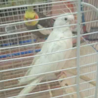 عروس هلندی طوطی فنچ مرغ عشق قناری و کلیه پرندها