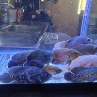 ماهی اسکار امپراطوری