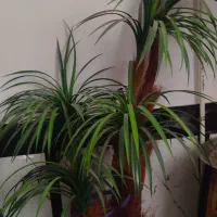 نخل مصنوعی شیک|گل مصنوعی|تربت جام, معدآباد|دیوار