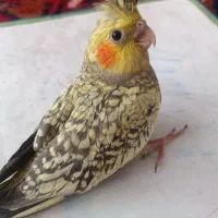 عروس هلندی ۱ ماهه|پرنده|سهند, |دیوار