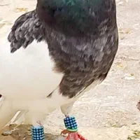 کفتر قیمت مناسب زدم