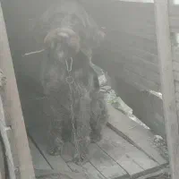 واگذاری سگ شکاری موسیمی|سگ|لاهیجان, امیرشهید|دیوار