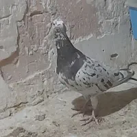 سار شکلاتی نر