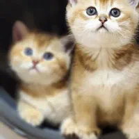 گربه اسکاتیش و بریتیش|گربه|مشهد, الهیه|دیوار