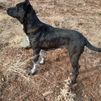 سگ ماده نگهبان پنج ساله