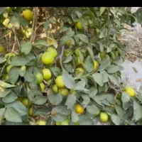 لیمو شیرین   مستقیم از باغ