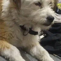 فروش سگ پایمرو شیتزو