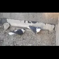 سیاه پشت خوشرنگ