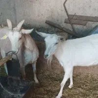 بز سانن بره کهره میش