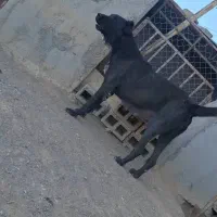 واگزاری لاس سرابی