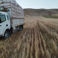فروش کاه گندم یم ریزسفید