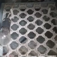 دستگاه جوجه کشی فروش توافقی|لوازم جانبی حیوانات|رشت, استقامت ۲|دیوار