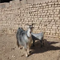 بزتزکی روزگاری میش بره|حیوانات مزرعه|اصفهان, براآن شمالی|دیوار