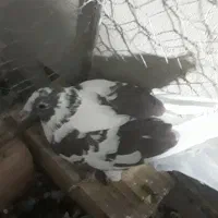 پلنگ پرشی گرفتنی شب