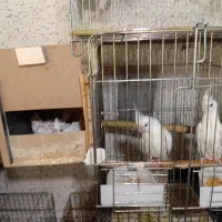 یک جفت عروس هلندی مولد البینیو با دو عدد جوجه