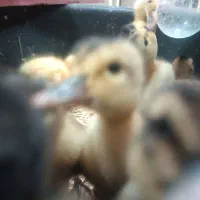 جوجه اردک|حیوانات مزرعه|آستارا, |دیوار