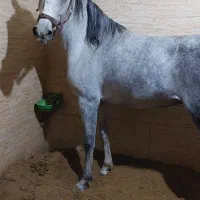 مادیان ۷ساله کرد