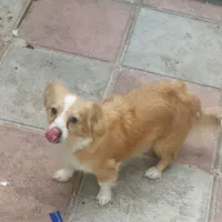 سگ های اشپیز|سگ|بندر انزلی, کارآموزی|دیوار