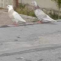 کبوتر کلفه مایا
