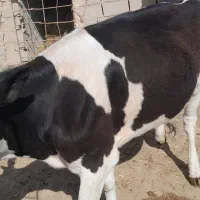 گاو تلیسه فروشی  سرخس است